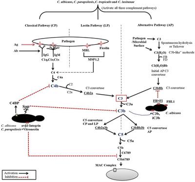 Mechanisms of Pathogenic Candida Species to Evade the Host Complement Attack